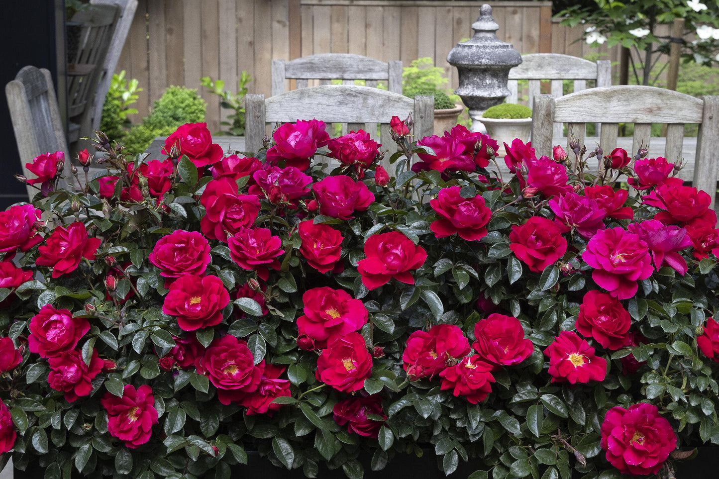 Rosa, Landscape 'grace N' Grit Pink' - View 12 from www redcrocus com