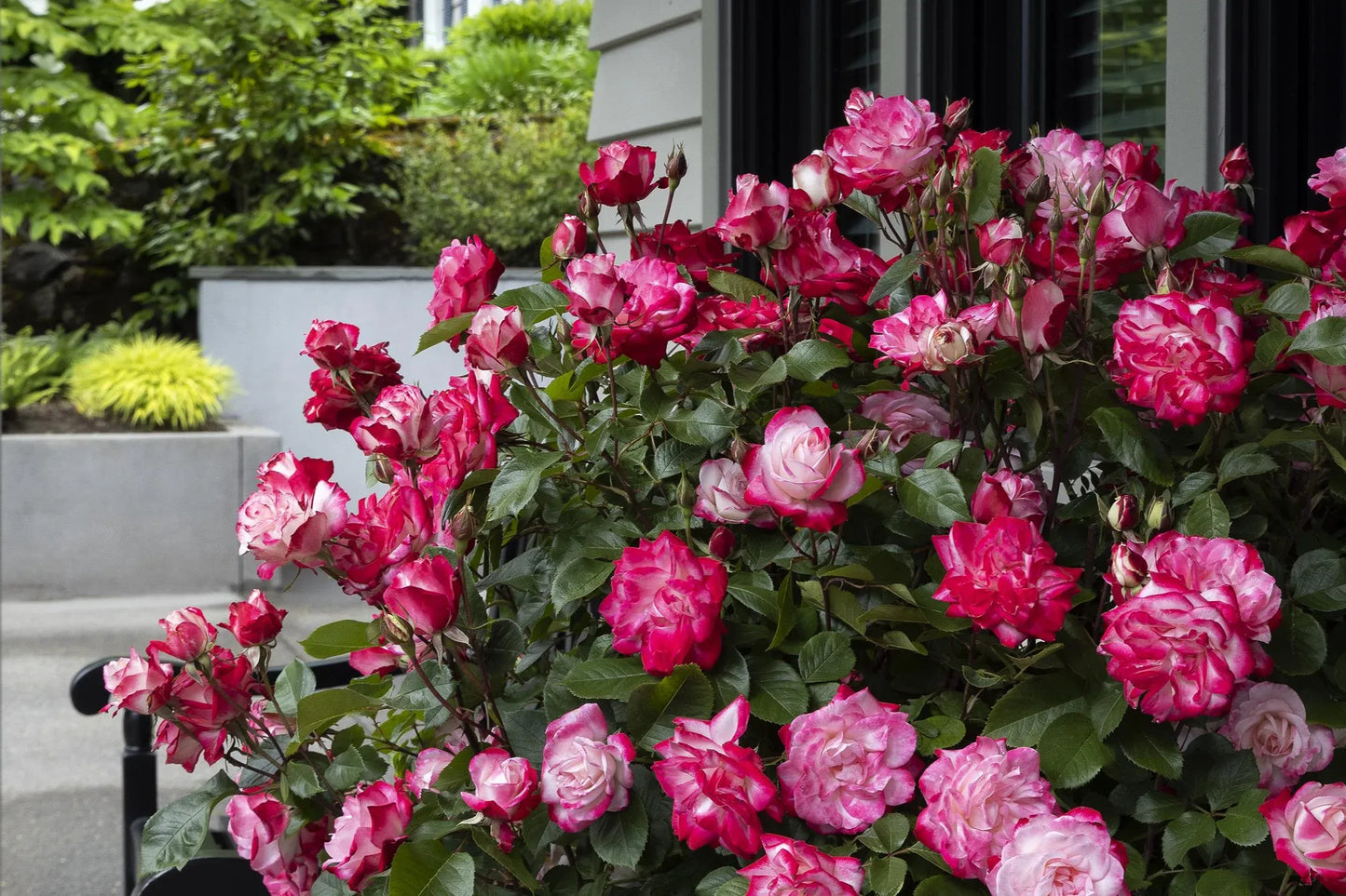 Rosa, Landscape 'grace N' Grit Pink' - View 13 from www redcrocus com