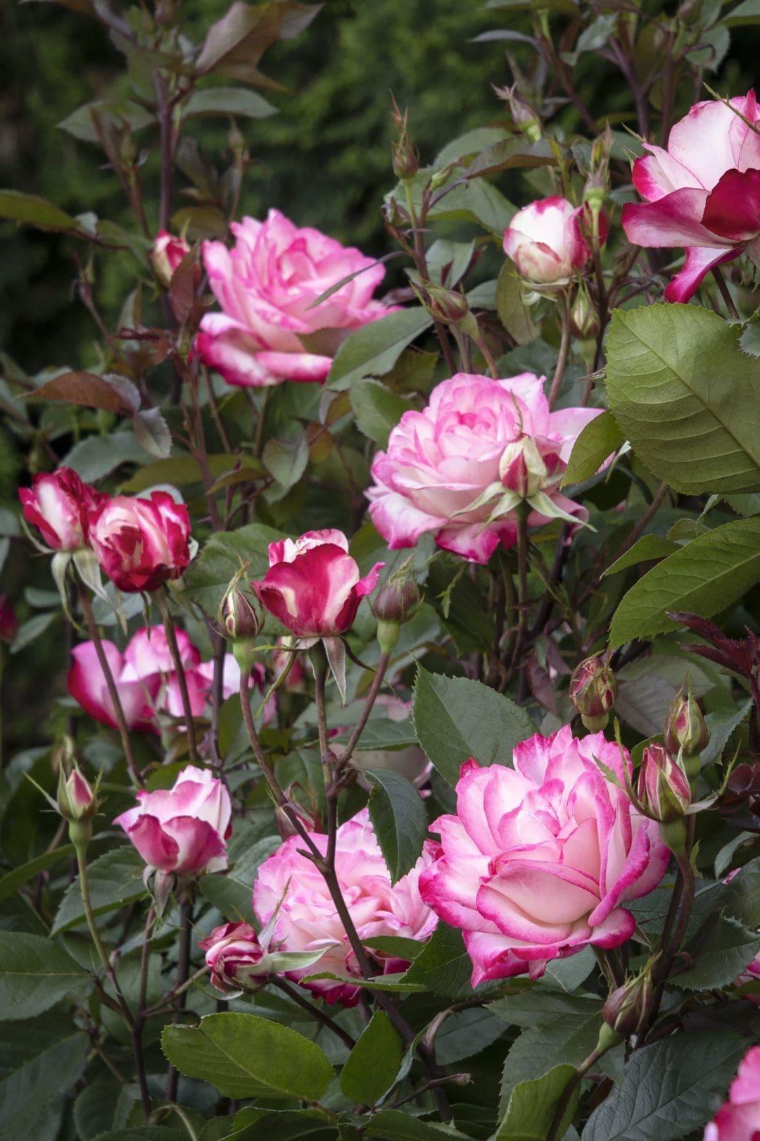 Rosa, Landscape 'grace N' Grit Pink' - View 14 from www redcrocus com