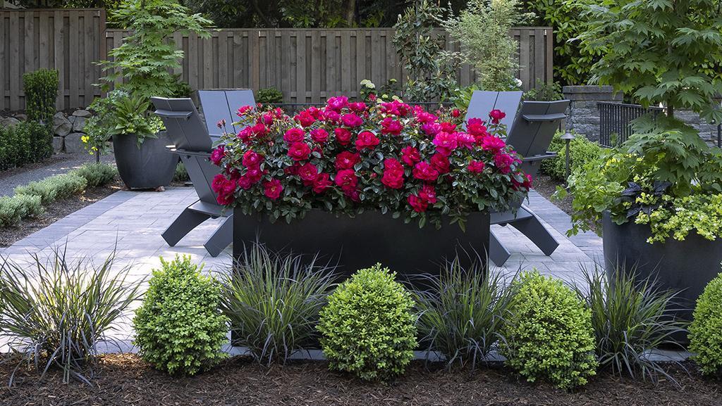 Rosa, Landscape 'grace N' Grit Pink' - View 15 from www redcrocus com