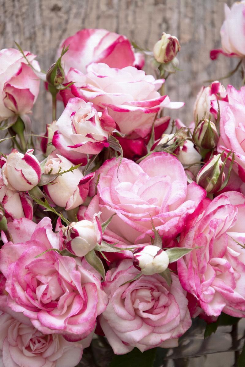 Rosa, Landscape 'grace N' Grit Pink' - View 3 from www redcrocus com