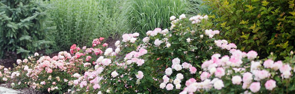 Rosa, Landscape 'grace N' Grit Pink' - View 5 from www redcrocus com