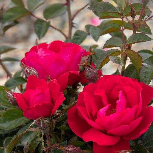 Rosa, Landscape 'grace N' Grit Pink' - View 6 from www redcrocus com