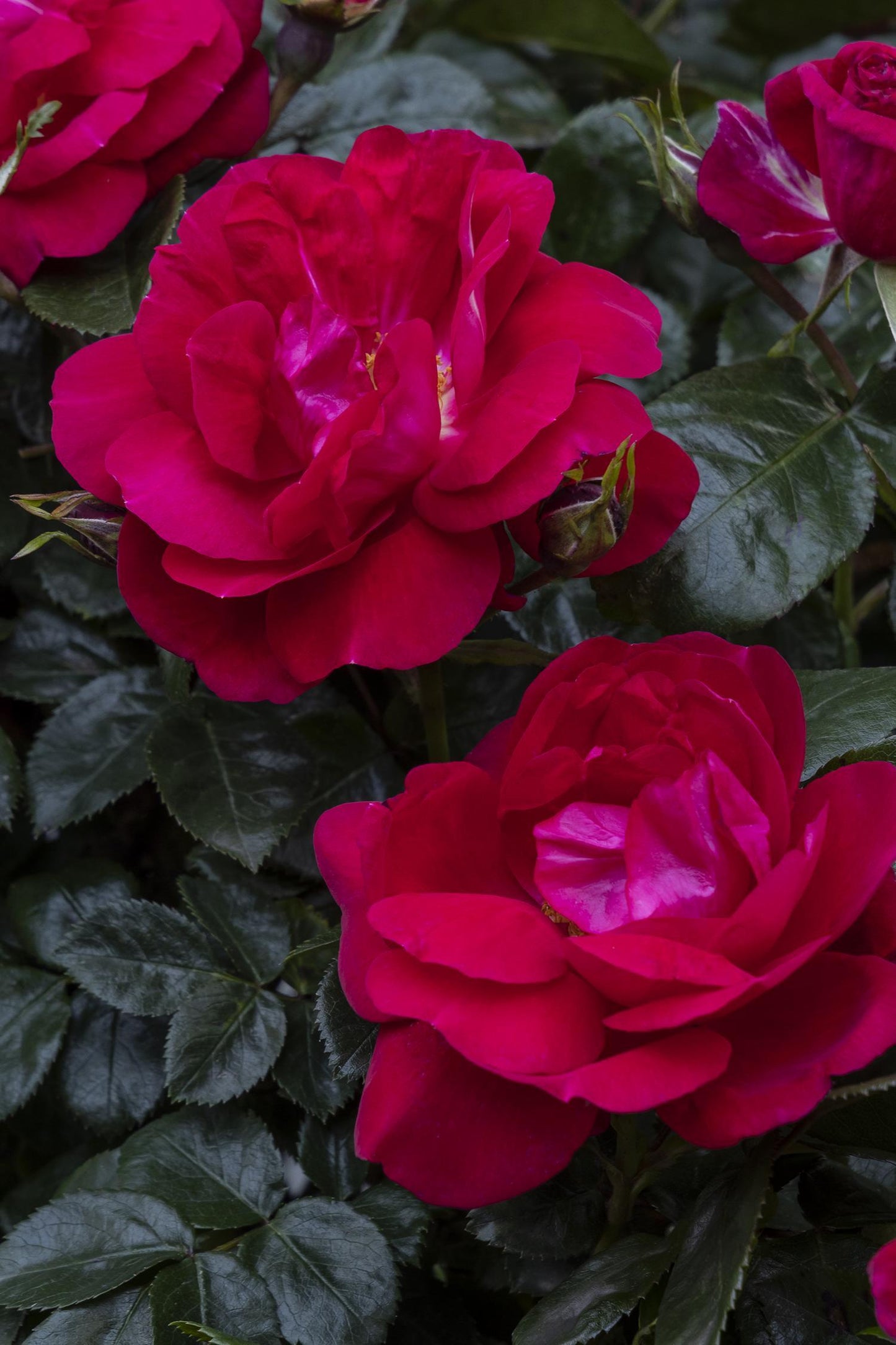 Rosa, Landscape 'grace N' Grit Pink' - View 7 from www redcrocus com
