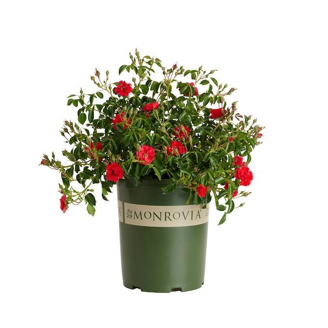 Rosa, Landscape 'nitty Gritty Red' - View 10 from www redcrocus com