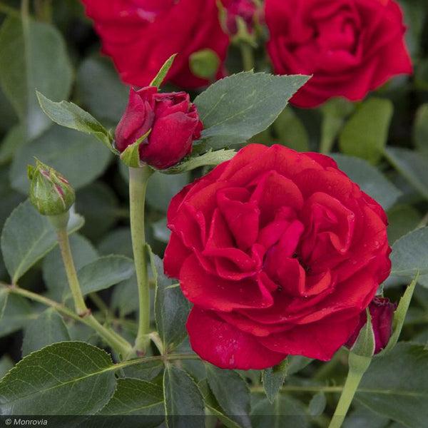 Rosa, Landscape 'nitty Gritty Red' - View 12 from www redcrocus com