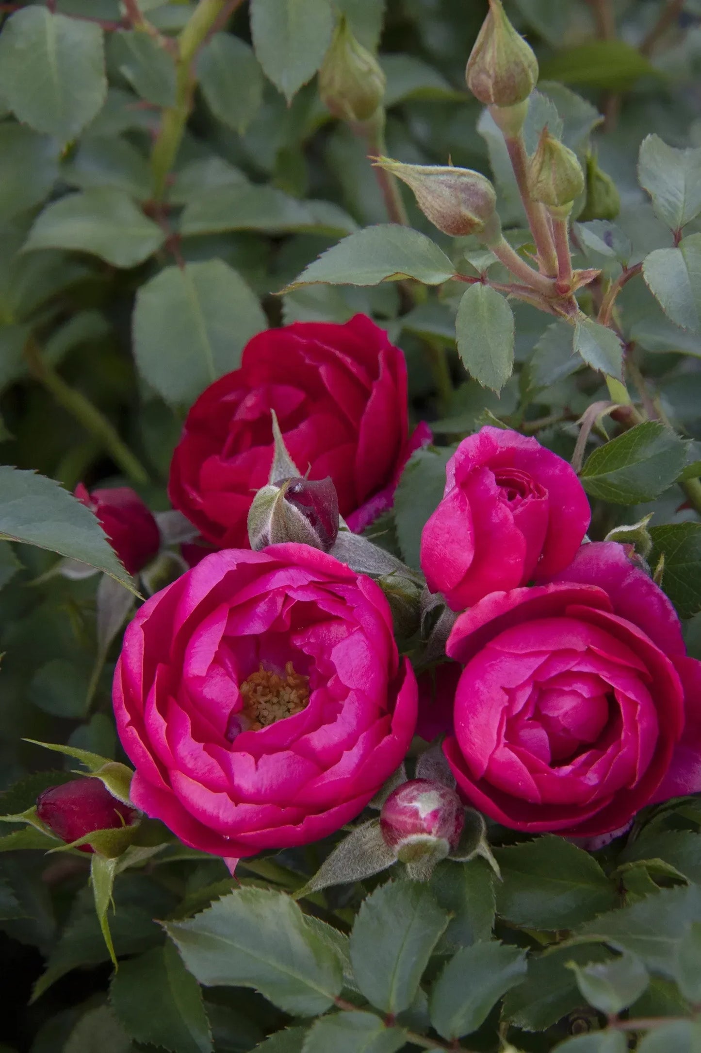 Rosa, Landscape 'nitty Gritty Red' - View 16 from www redcrocus com