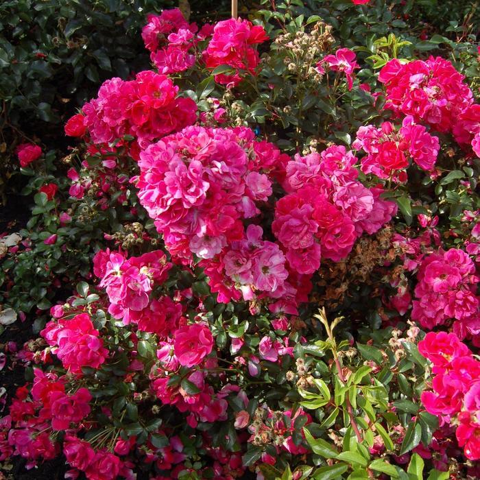 Rosa, Landscape 'nitty Gritty Red' - View 17 from www redcrocus com