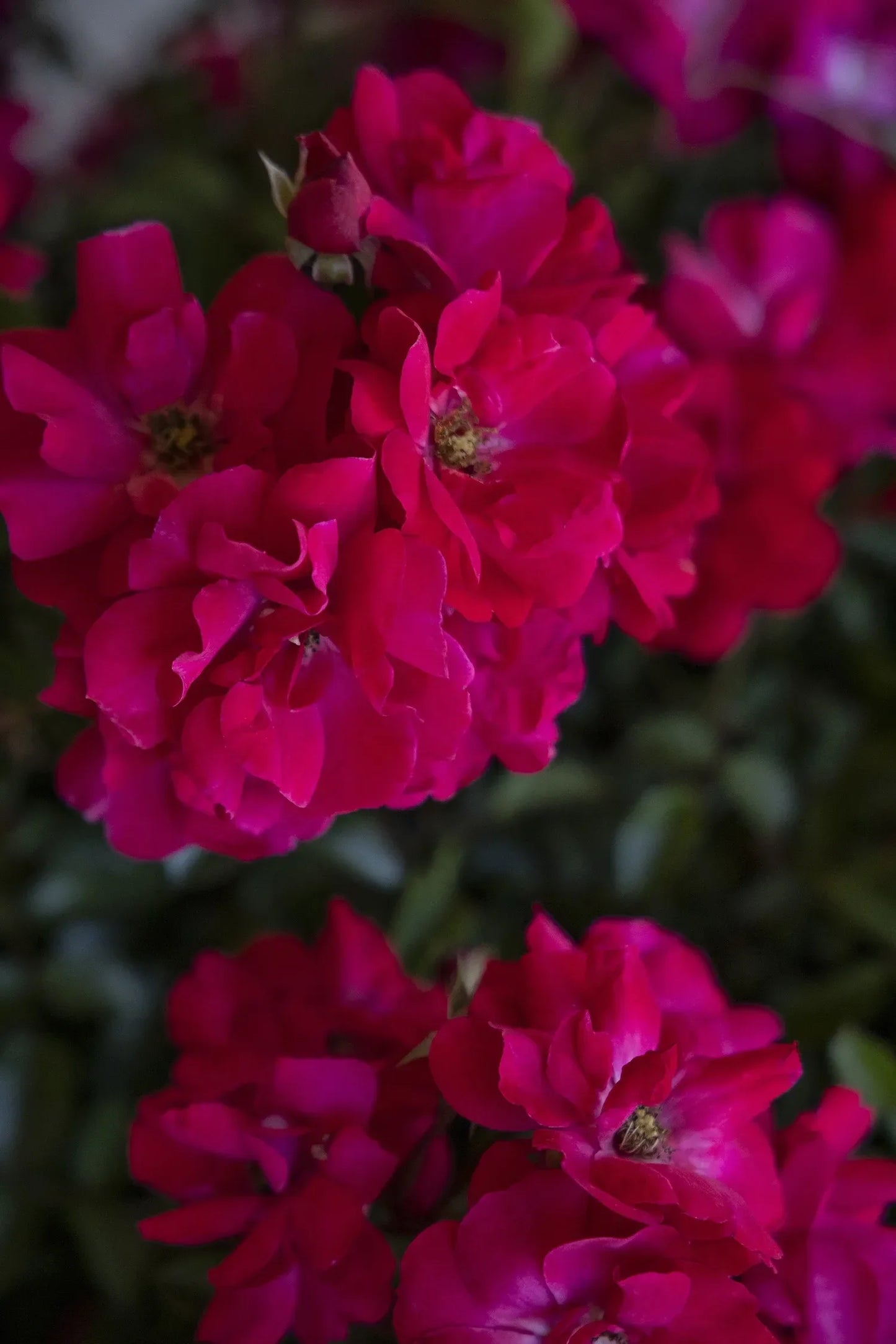 Rosa, Landscape 'nitty Gritty Red' - View 19 from www redcrocus com