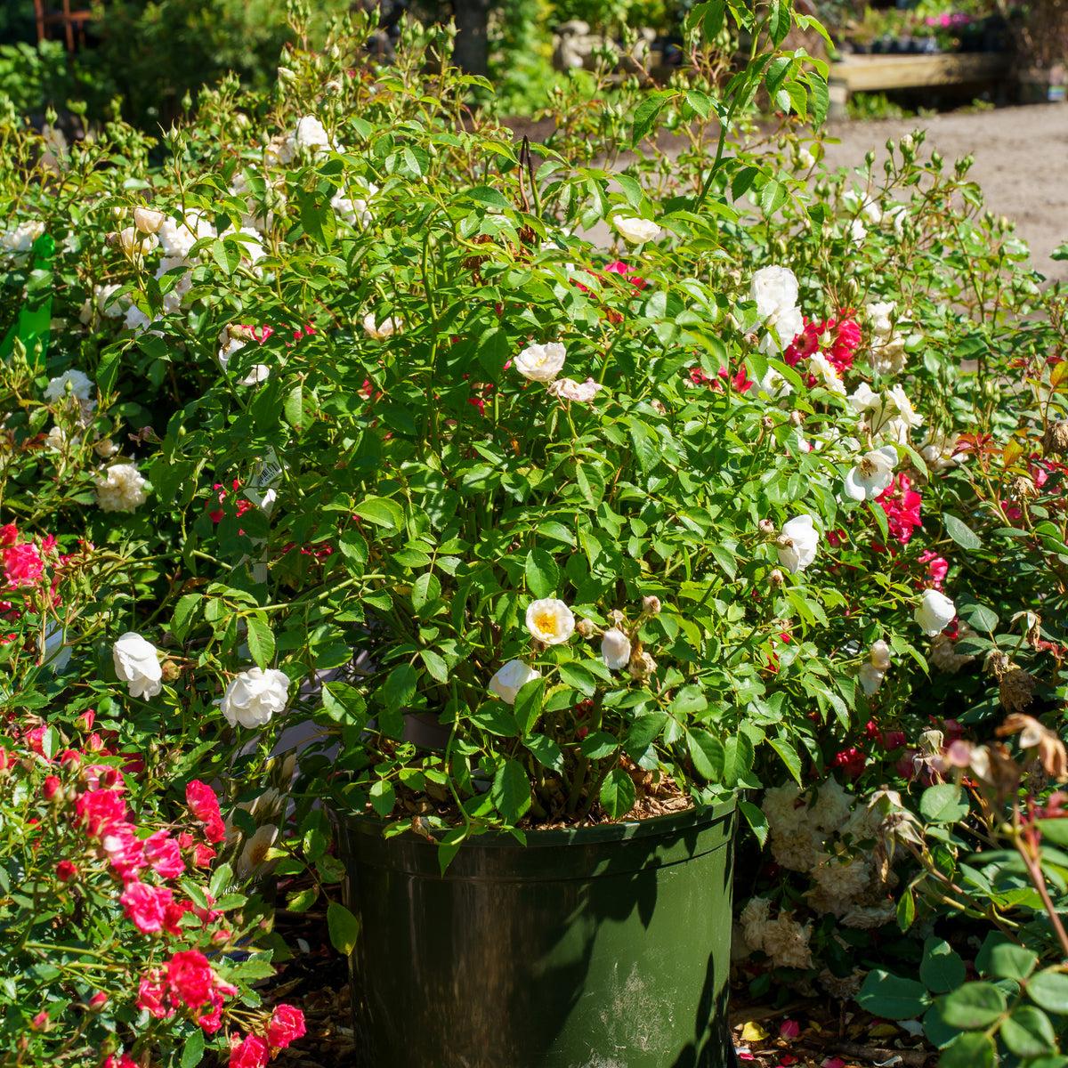 Rosa, Landscape 'nitty Gritty Red' - View 20 from www redcrocus com
