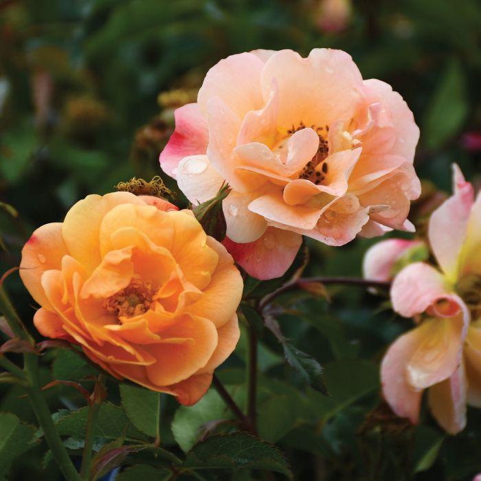 Rosa, Landscape 'nitty Gritty Red' - View 22 from www redcrocus com