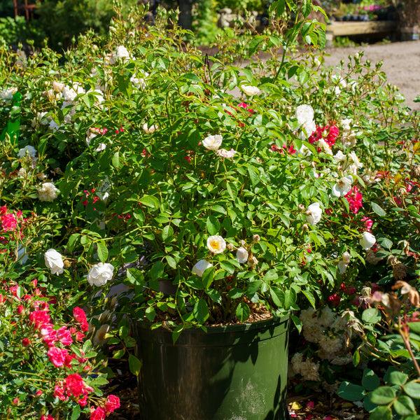 Rosa, Landscape 'nitty Gritty Red' - View 26 from www redcrocus com