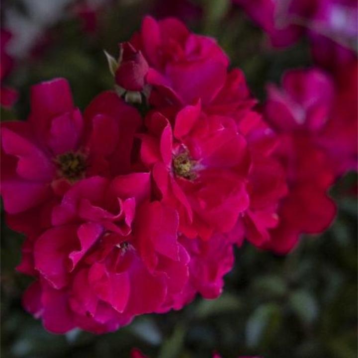Rosa, Landscape 'nitty Gritty Red' - View 28 from www redcrocus com