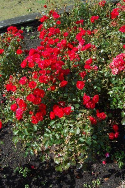 Rosa, Landscape 'nitty Gritty Red' - View 2 from www redcrocus com