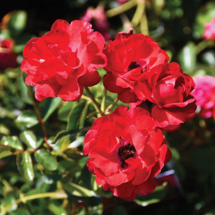 Rosa, Landscape 'nitty Gritty Red' - View 5 from www redcrocus com