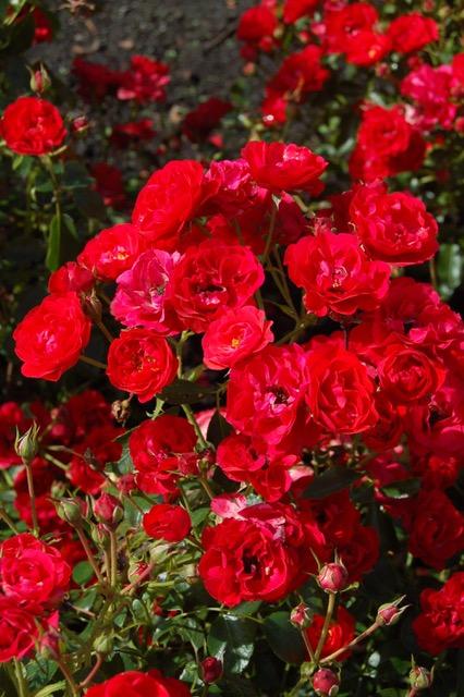 Rosa, Landscape 'nitty Gritty Red' - View 8 from www redcrocus com