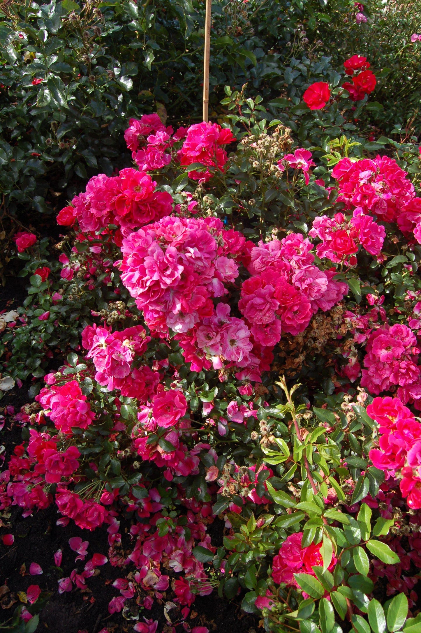 Rosa, Landscape 'nitty Gritty Red' - View 9 from www redcrocus com