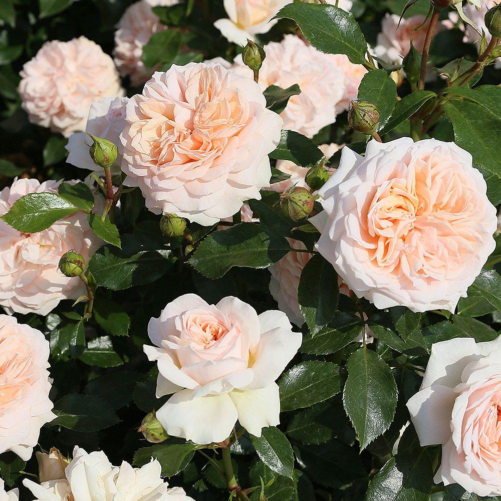 Rosa, Floribunda 'veranda White' - View 13 from www redcrocus com