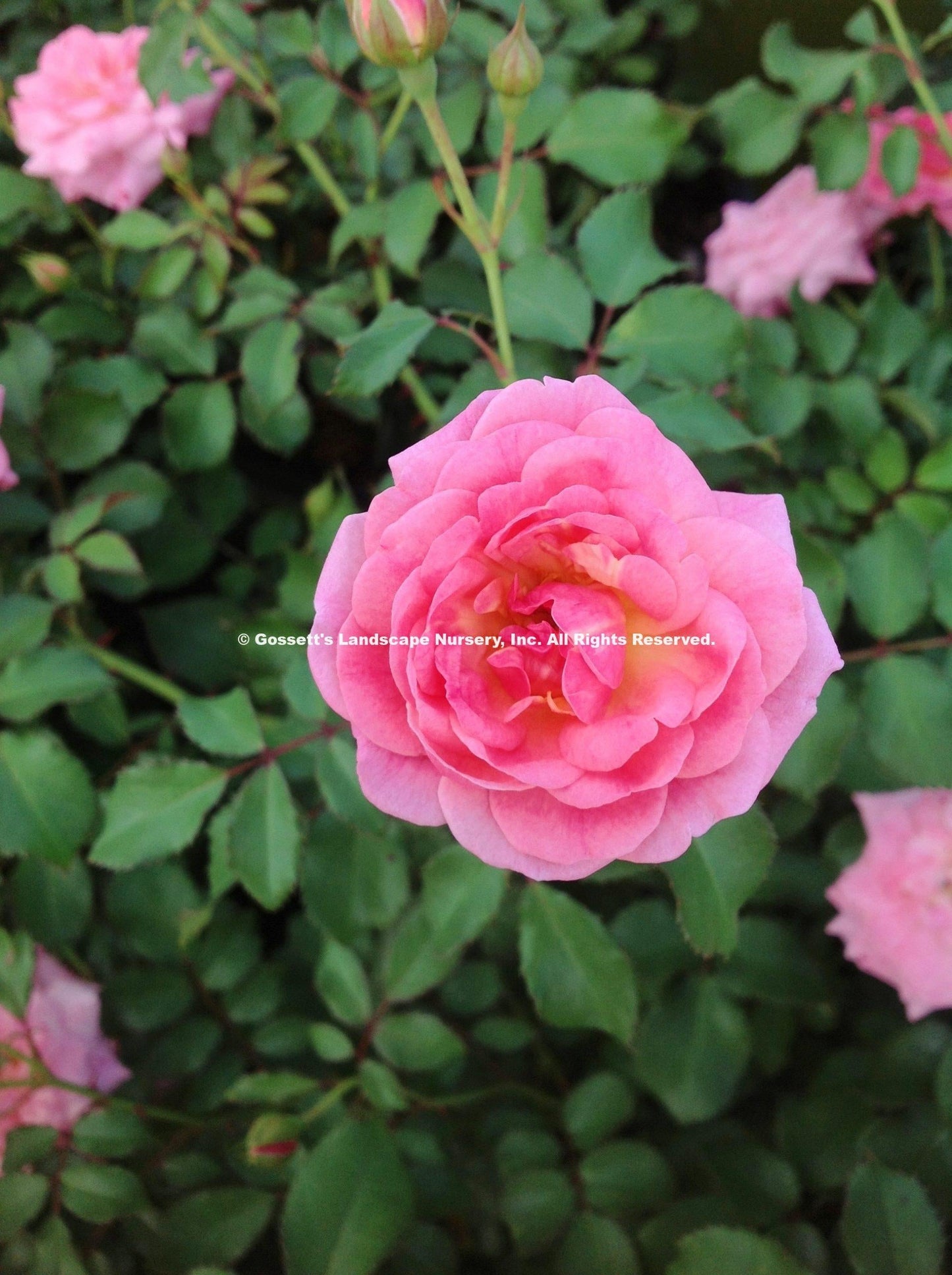 Rosa Landscape Sweet Drift - View 16 from www redcrocus com