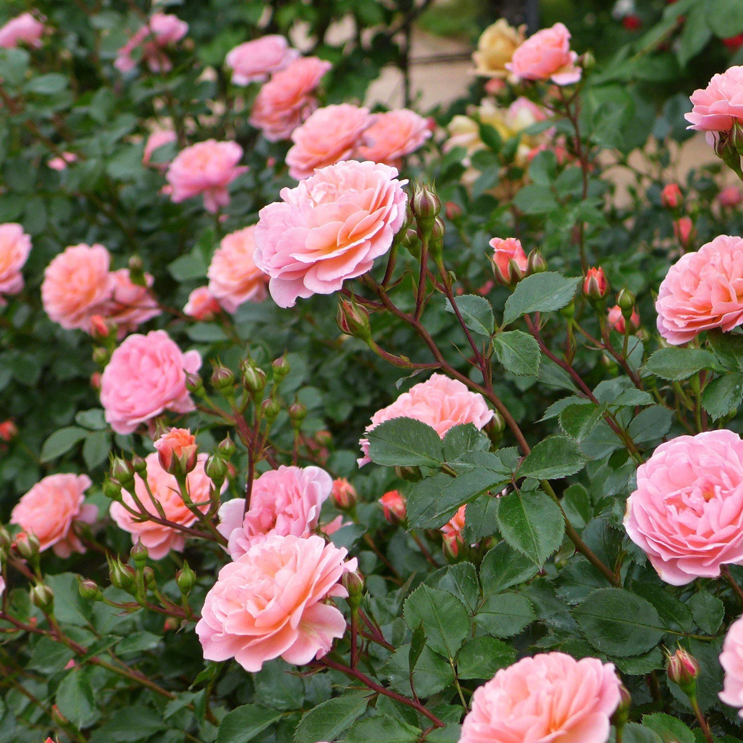 Rosa Landscape Sweet Drift - View 8 from www redcrocus com