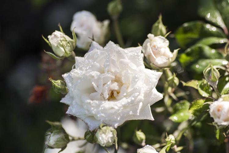 Rosa Landscape White Drift - View 16 from www redcrocus com