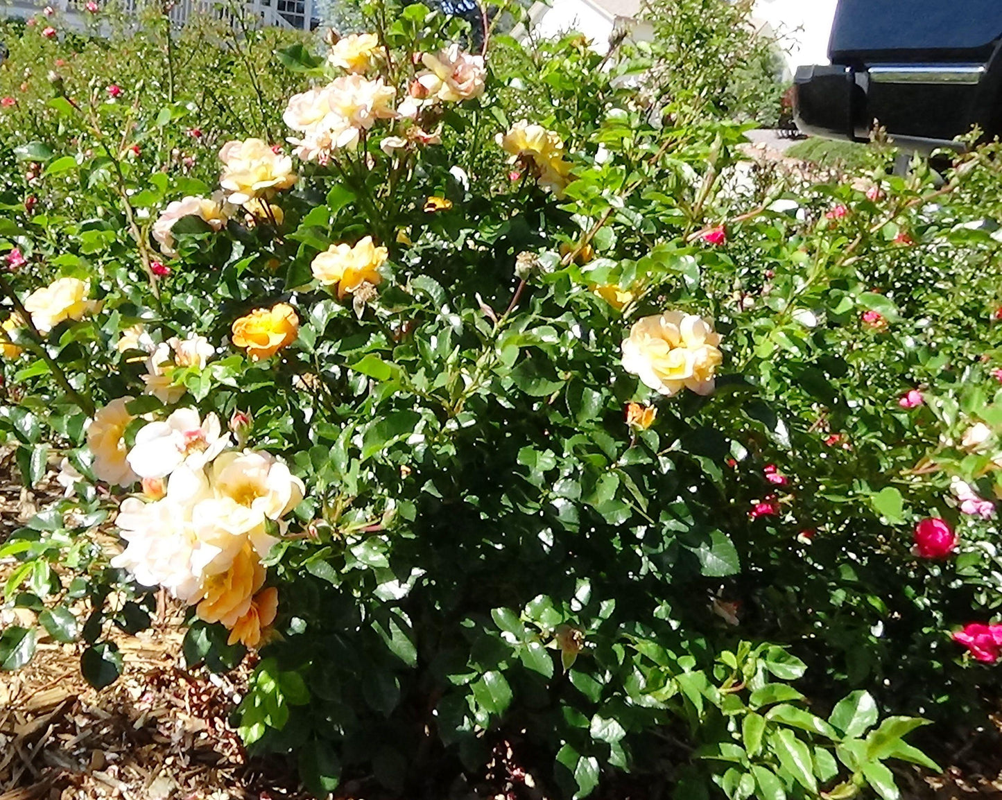 Rosa, Landscape 'flower Carpet Peach' - View 15 from www redcrocus com