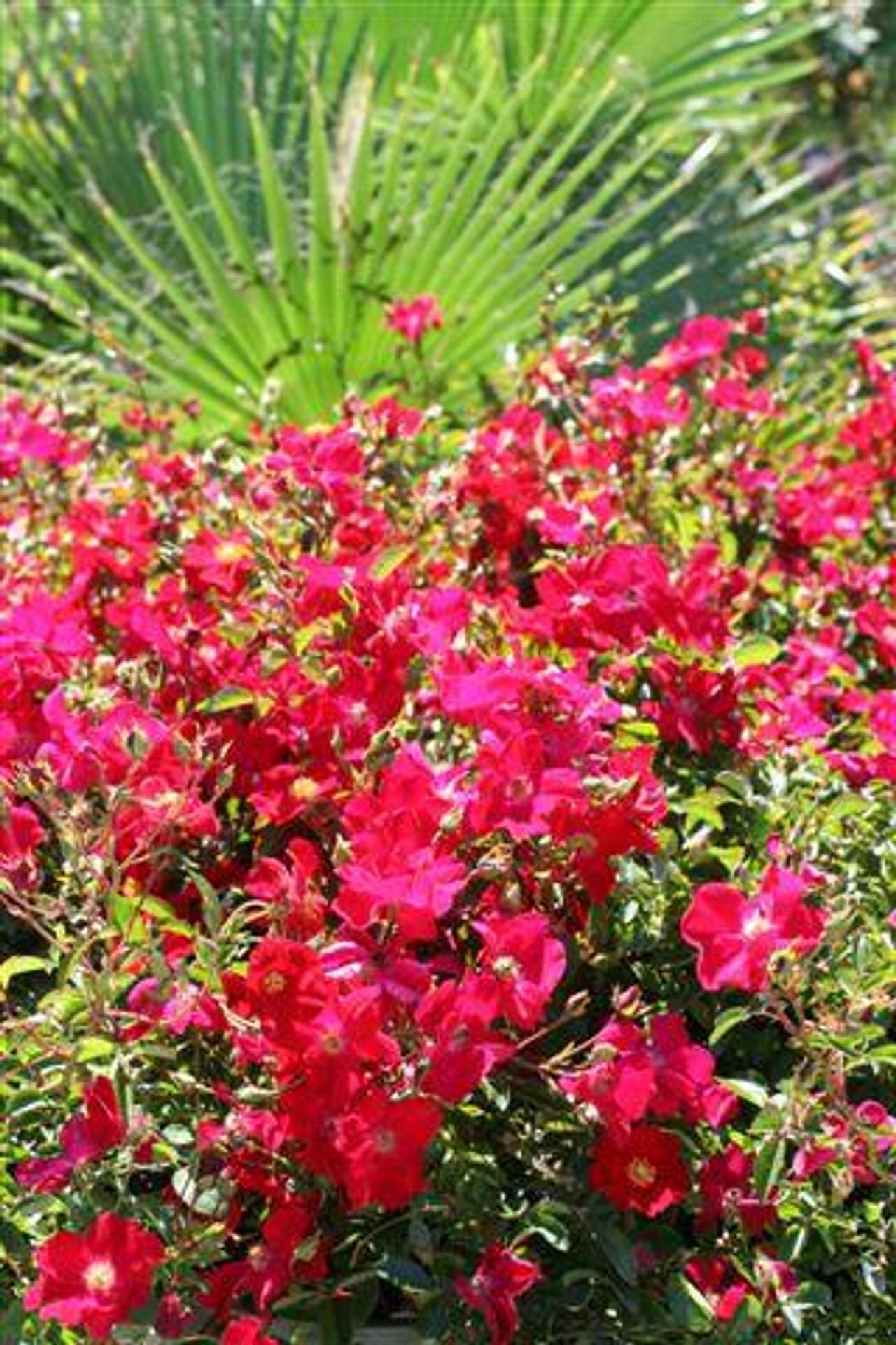 Rosa, Landscape 'flower Carpet Peach' - View 16 from www redcrocus com