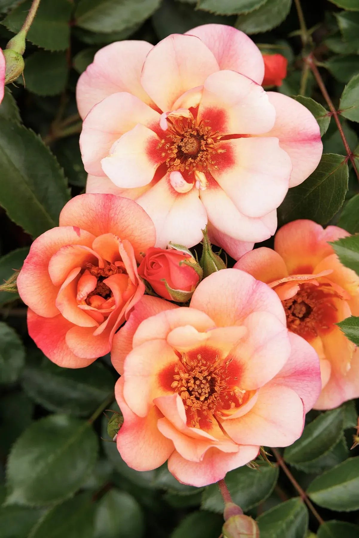 Rosa, Landscape 'flower Carpet Peach' - View 3 from www redcrocus com