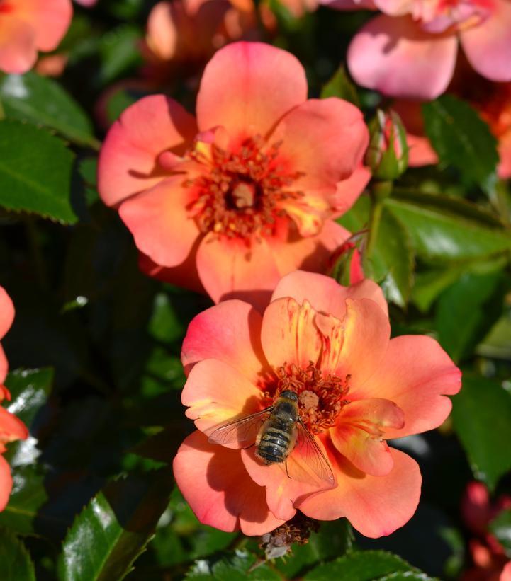 Rosa, Landscape 'flower Carpet Peach' - View 7 from www redcrocus com