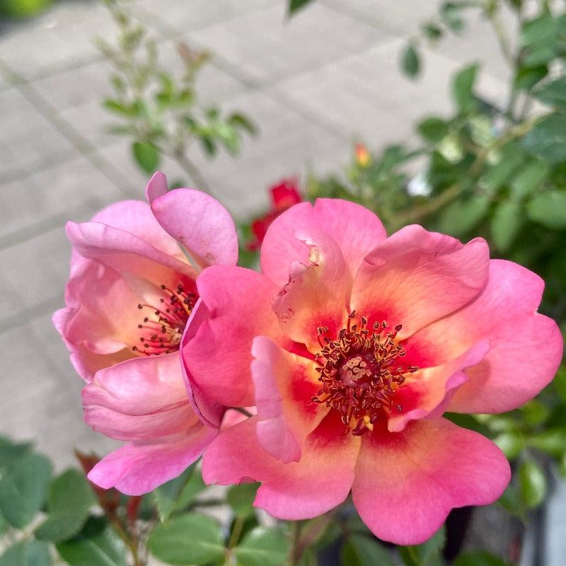 Rosa, Landscape 'flower Carpet Peach' - View 9 from www redcrocus com
