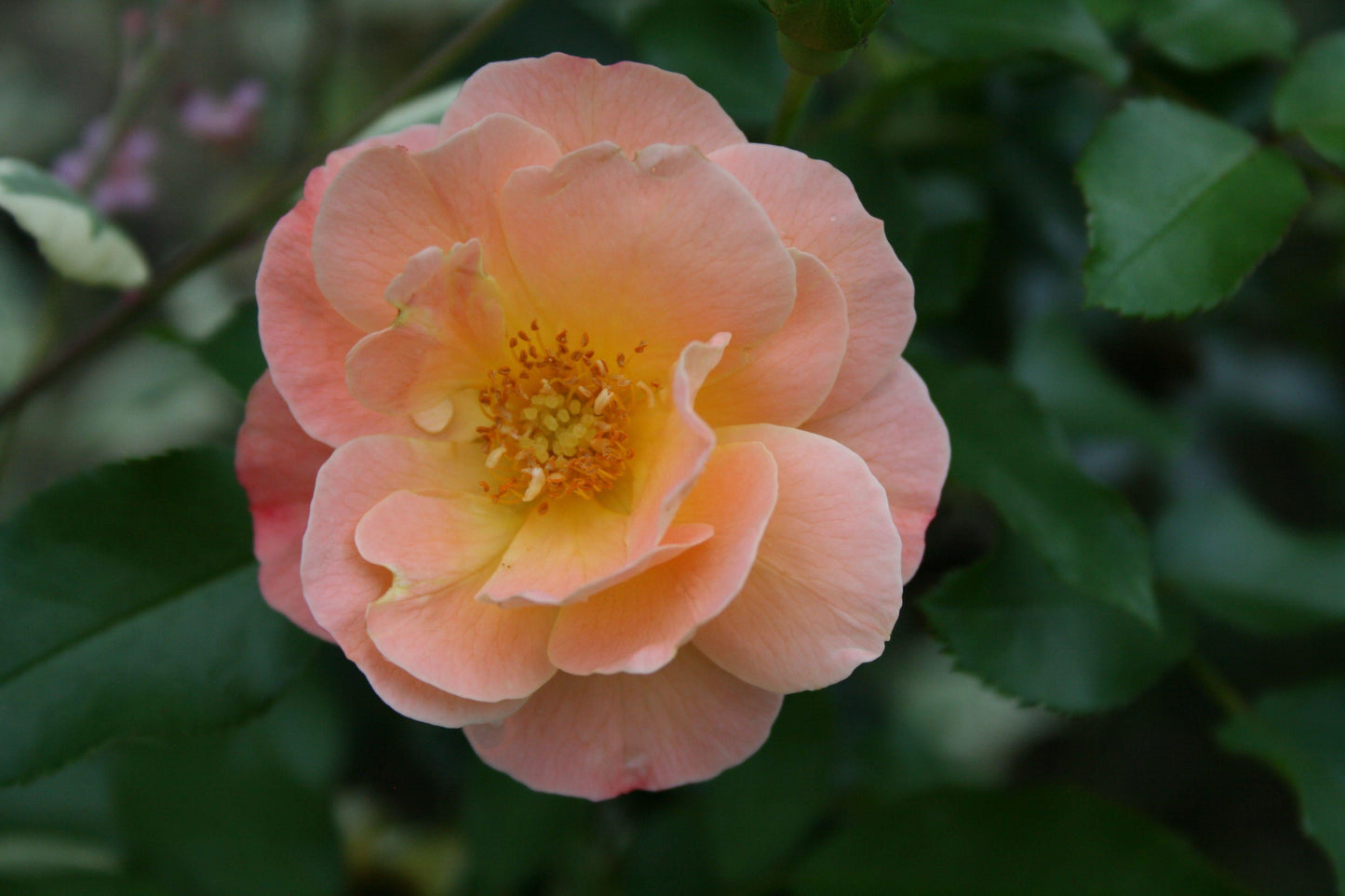 Rosa Landscape Flower Carpet Peach - View 11 from www redcrocus com