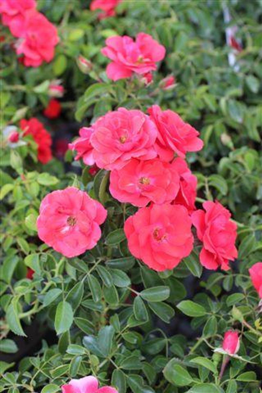 Rosa Landscape Flower Carpet Peach - View 13 from www redcrocus com
