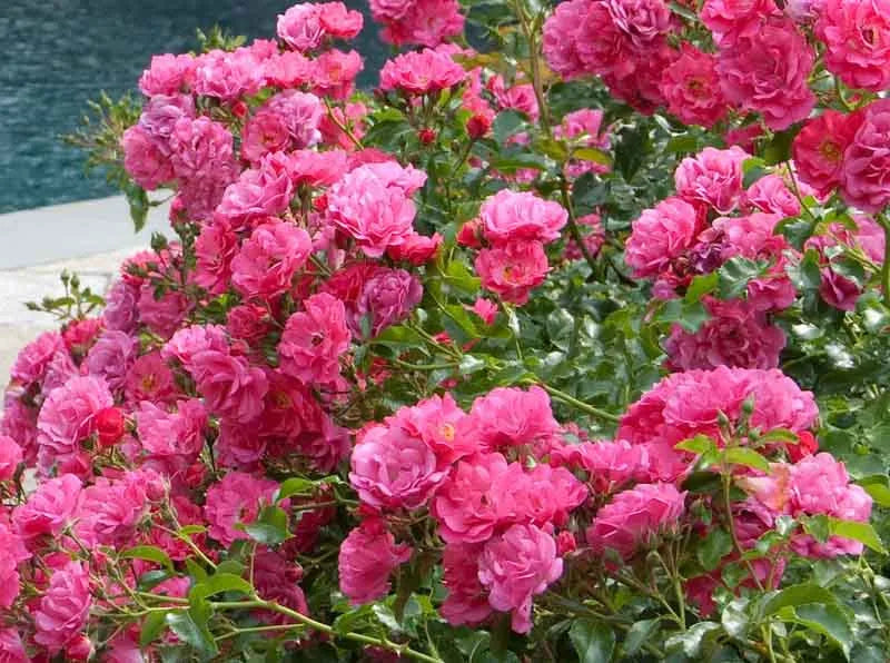 Rosa Landscape Flower Carpet Peach - View 14 from www redcrocus com