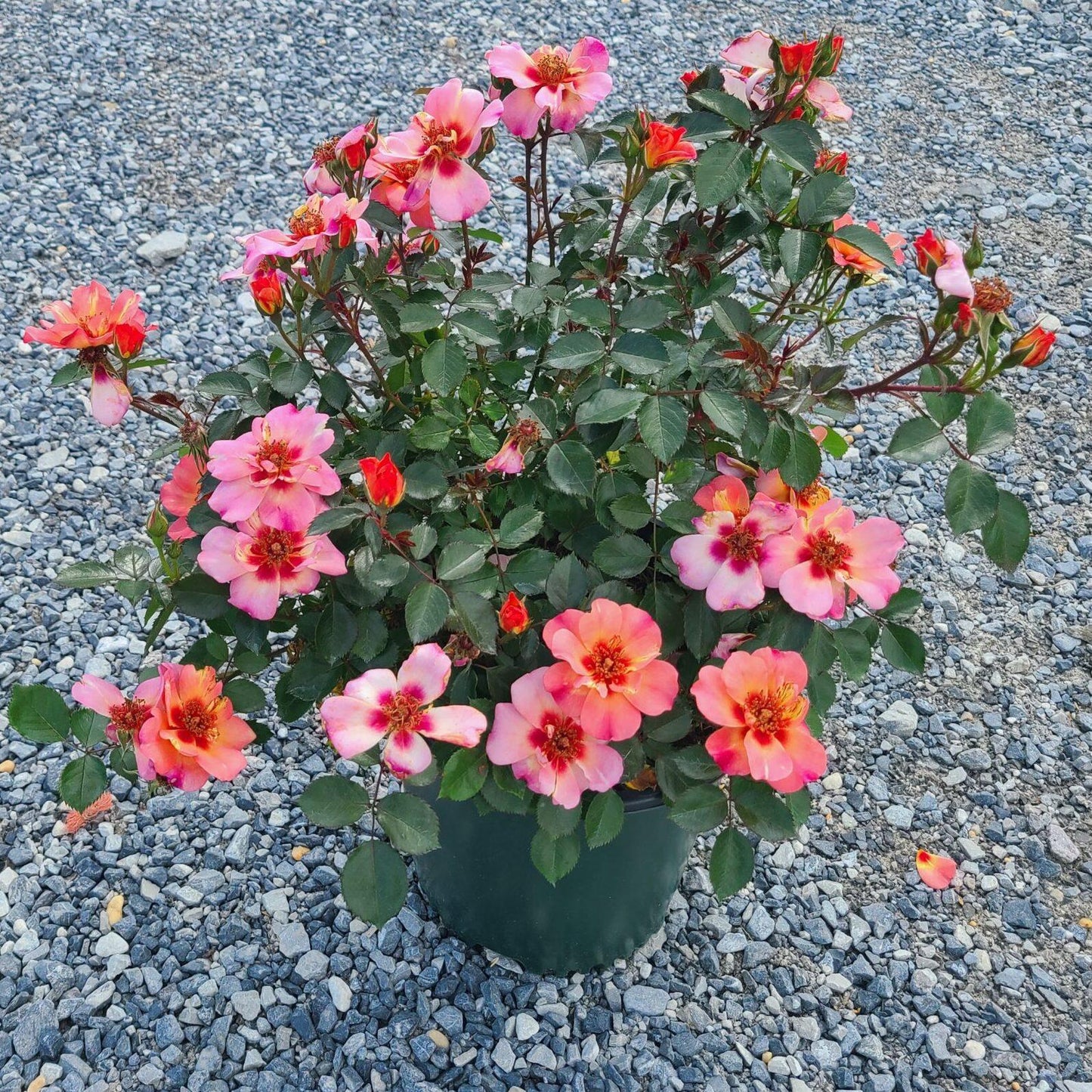 Rosa Landscape Flower Carpet Peach - View 1 from www redcrocus com