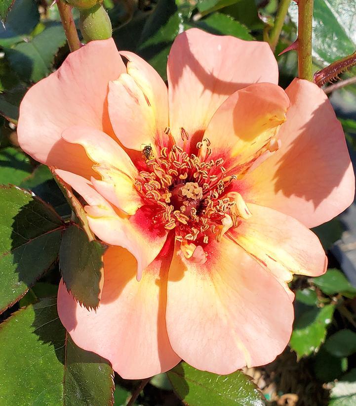 Rosa Landscape Flower Carpet Peach - View 2 from www redcrocus com