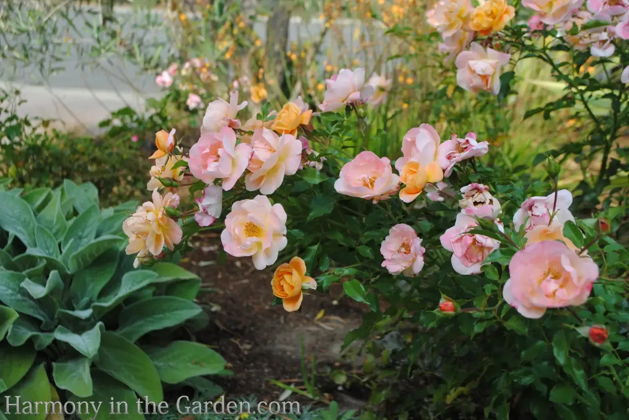 Rosa Landscape Flower Carpet Peach - View 5 from www redcrocus com