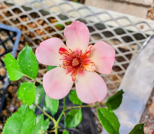 Rosa Landscape Flower Carpet Peach - View 9 from www redcrocus com