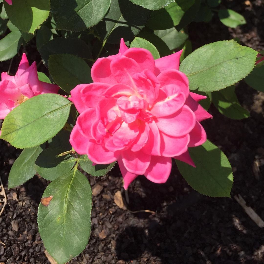 Rosa Landscape Double Pink Knock Out - View 16 from www redcrocus com