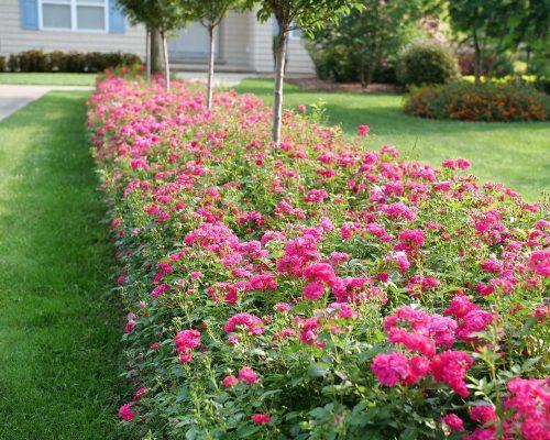 Rosa Landscape Oso Easy Peasy - View 14 from www redcrocus com