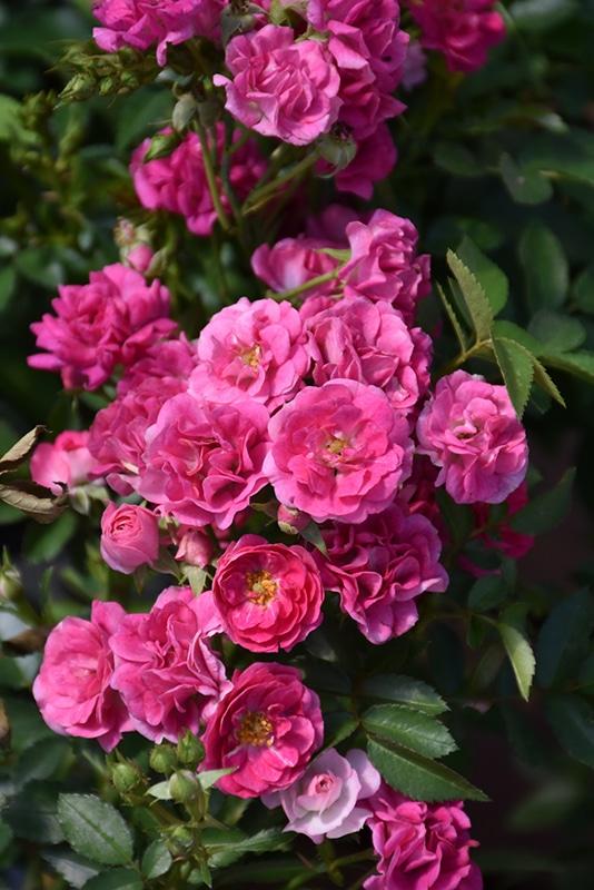 Rosa Landscape Oso Easy Peasy - View 16 from www redcrocus com