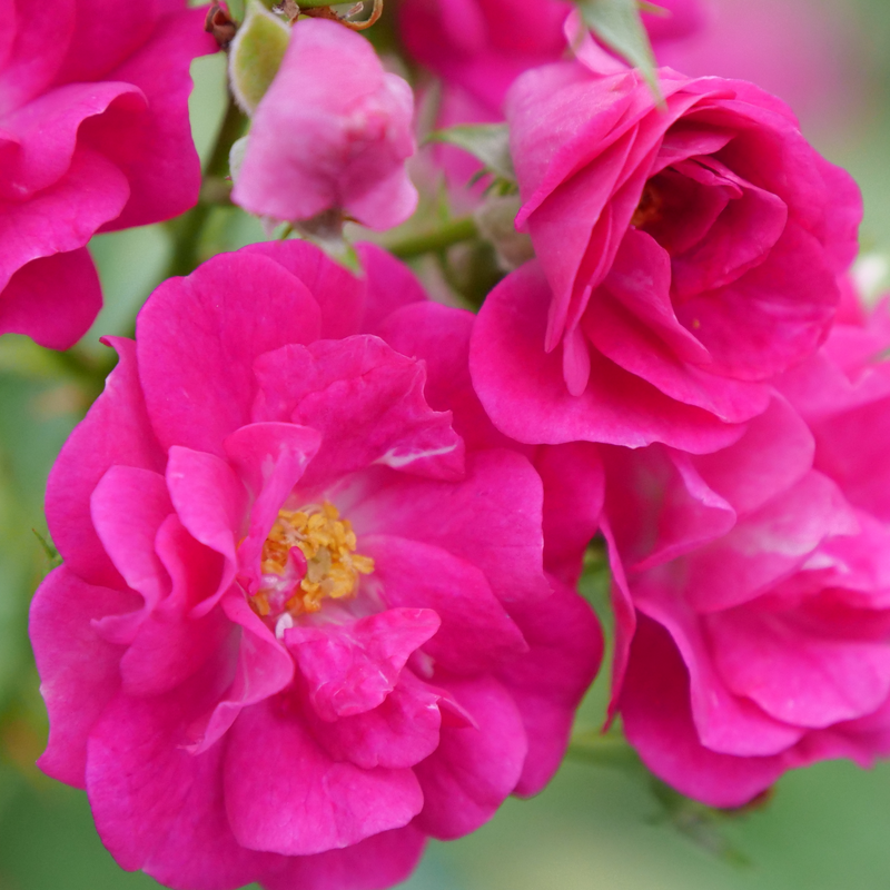 Rosa Landscape Oso Easy Peasy - View 5 from www redcrocus com