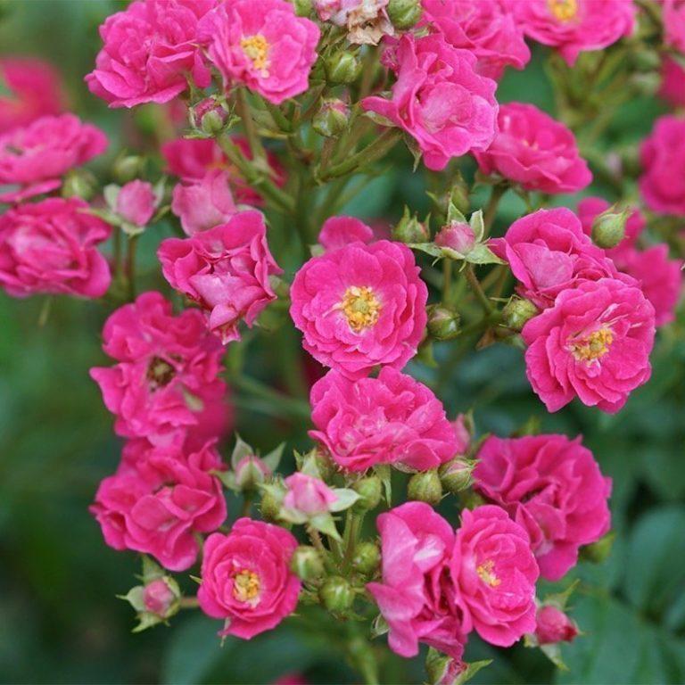 Rosa Landscape Oso Easy Peasy - View 6 from www redcrocus com