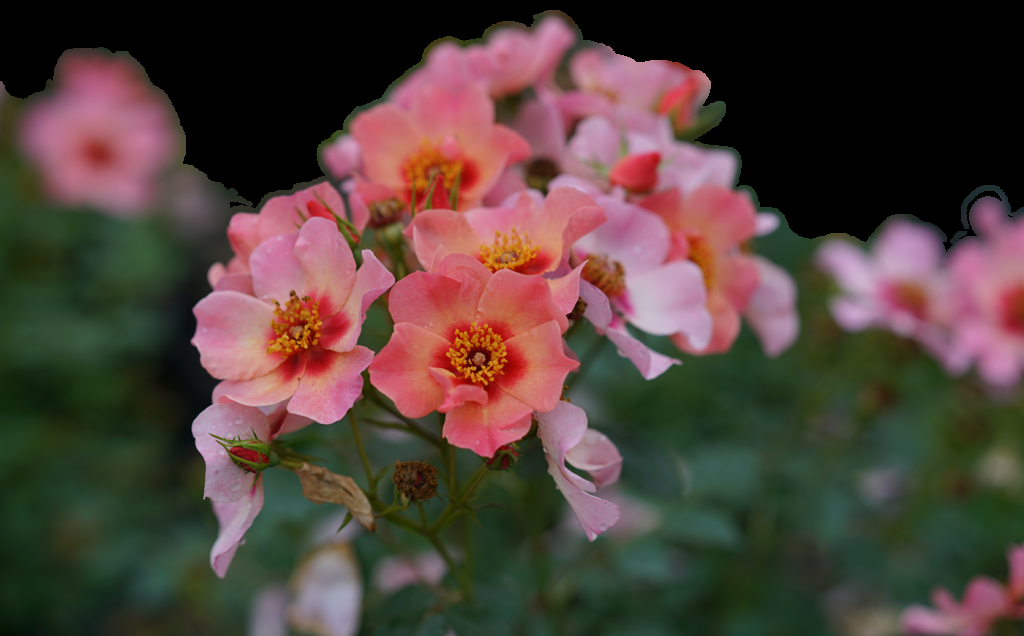Rosa Landscape Ringo All Star - View 16 from www redcrocus com