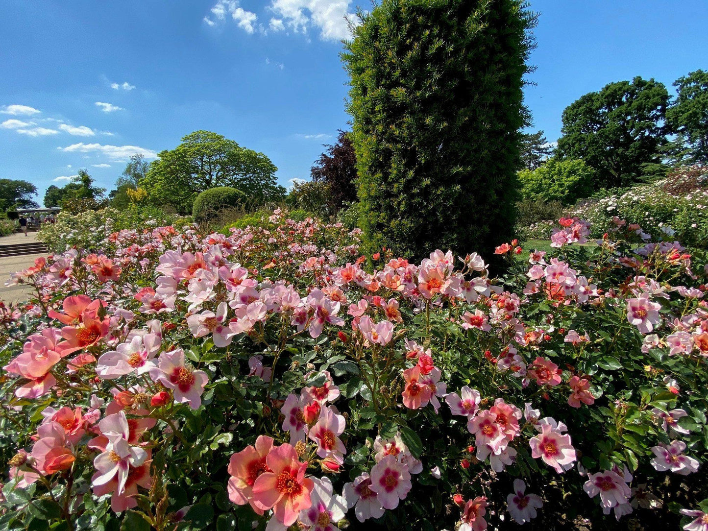 Rosa Landscape Ringo All Star - View 1 from www redcrocus com