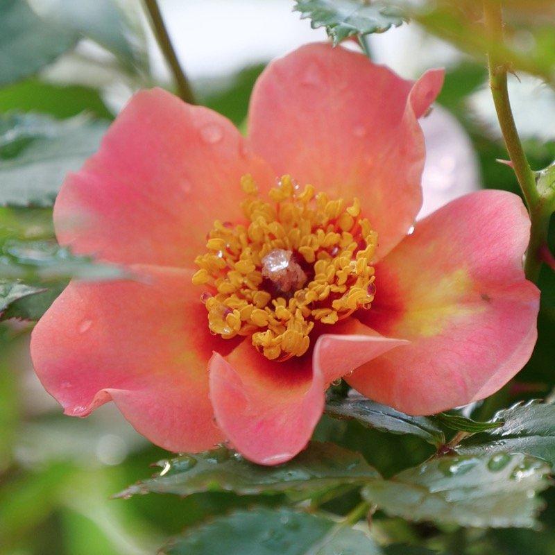 Rosa Landscape Ringo All Star - View 4 from www redcrocus com