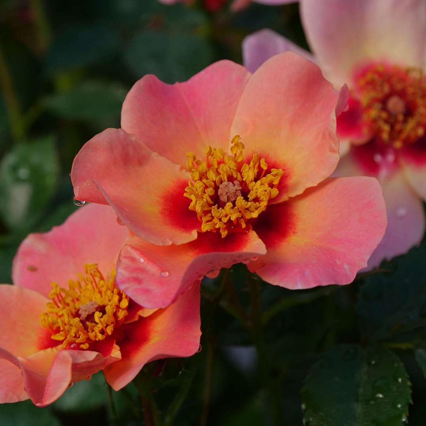 Rosa Landscape Ringo All Star - View 5 from www redcrocus com