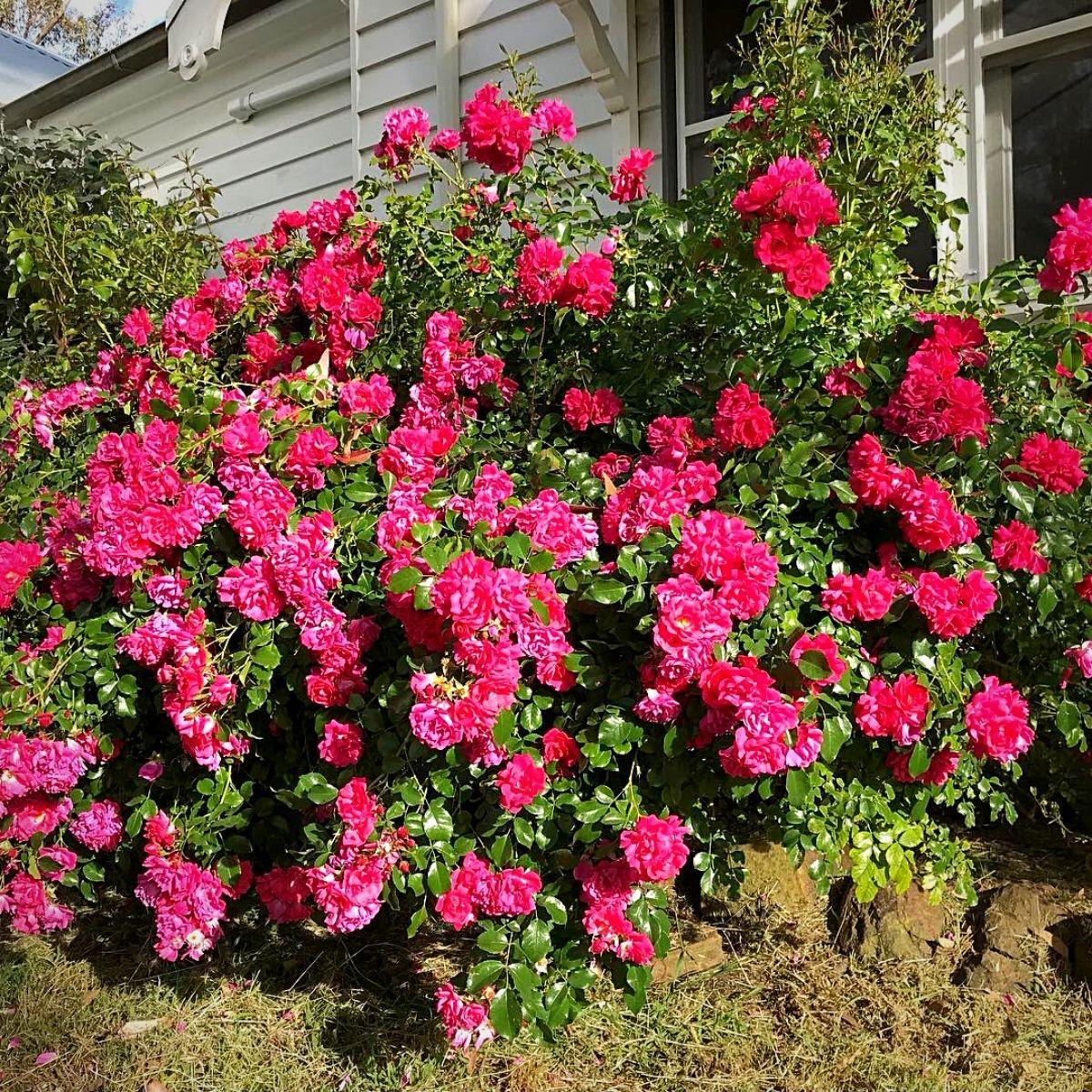 Rosa Landscape Flower Carpet Champagne - View 11 from www redcrocus com