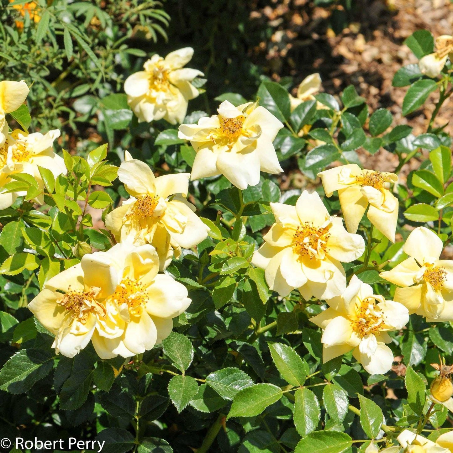 Rosa Landscape Flower Carpet Champagne - View 19 from www redcrocus com