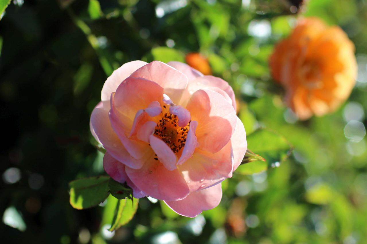 Rosa Landscape Flower Carpet Champagne - View 9 from www redcrocus com