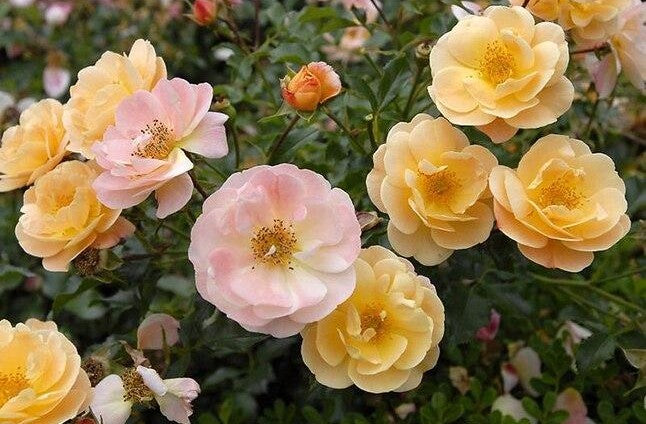 Rosa Landscape Flower Carpet Orange - View 13 from www redcrocus com